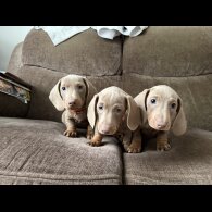 Dachshund (Miniature Smooth Haired)