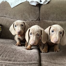 Dachshund (Miniature Smooth Haired)