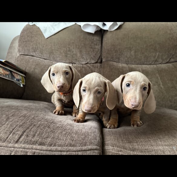 Dachshund (Miniature Smooth Haired)