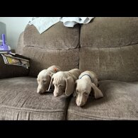 Dachshund (Miniature Smooth Haired)