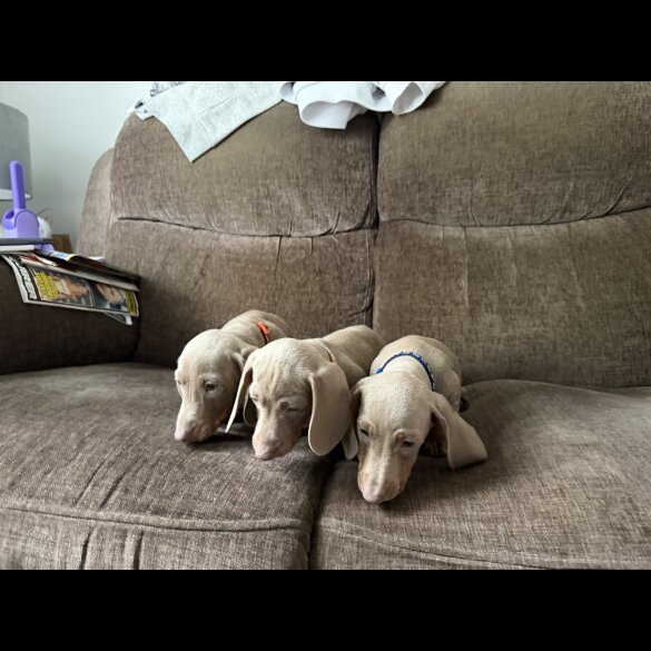 Dachshund (Miniature Smooth Haired)