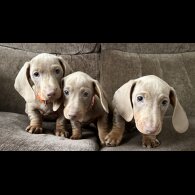 Dachshund (Miniature Smooth Haired)