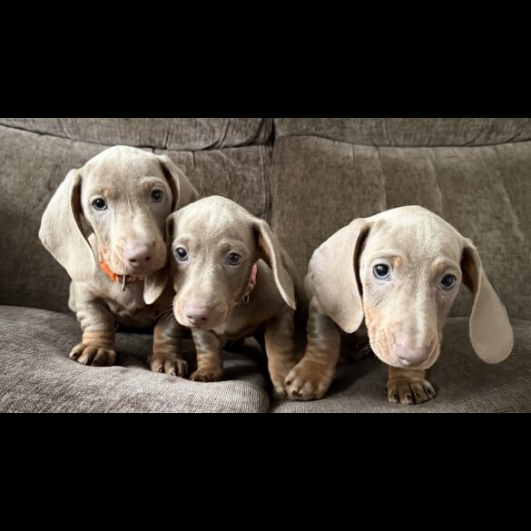 Dachshund (Miniature Smooth Haired)