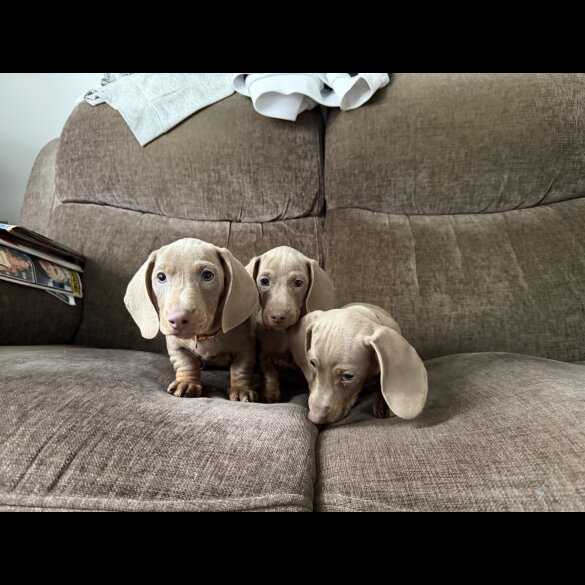 Dachshund (Miniature Smooth Haired)