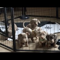 Dachshund (Miniature Smooth Haired)