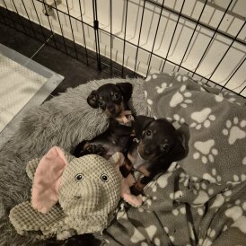 Dachshund (Miniature Smooth Haired)