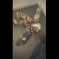 Dachshund (Miniature Wire Haired)