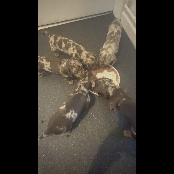 Dachshund (Miniature Wire Haired)