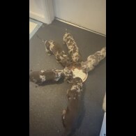 Dachshund (Miniature Wire Haired)