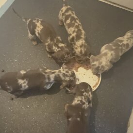 Dachshund (Miniature Wire Haired)