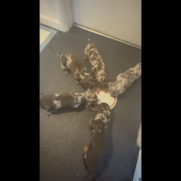 Dachshund (Miniature Wire Haired)