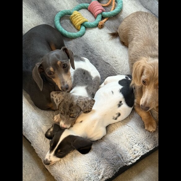 Dachshund (Miniature Smooth Haired)