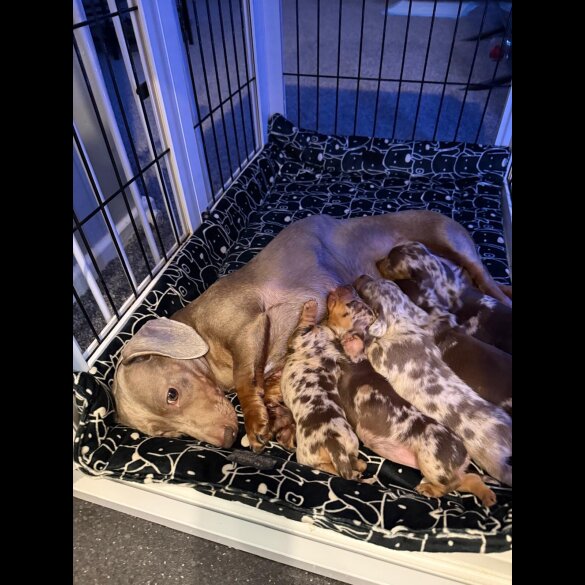 Dachshund (Miniature Wire Haired)