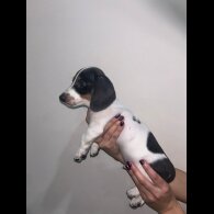 Dachshund (Miniature Smooth Haired)