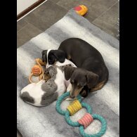 Dachshund (Miniature Smooth Haired)