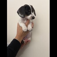 Dachshund (Miniature Smooth Haired)