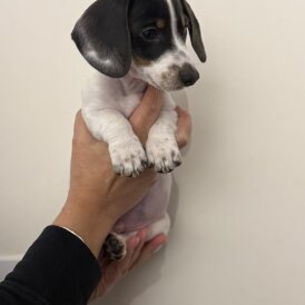 Dachshund (Miniature Smooth Haired)