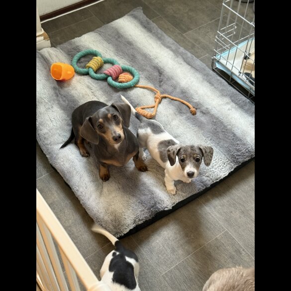 Dachshund (Miniature Smooth Haired)