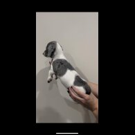 Dachshund (Miniature Smooth Haired)