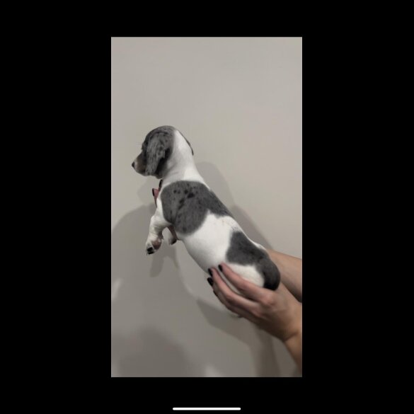 Dachshund (Miniature Smooth Haired)