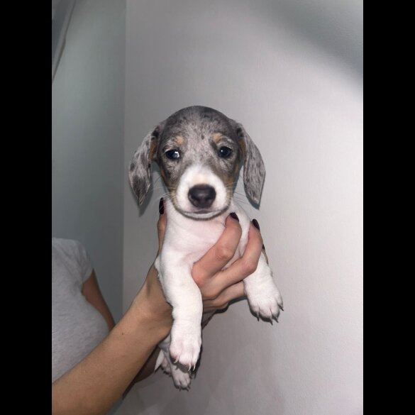 Dachshund (Miniature Smooth Haired)