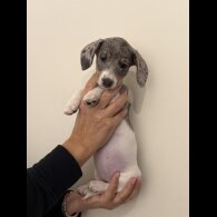 Dachshund (Miniature Smooth Haired)