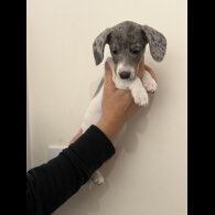 Dachshund (Miniature Smooth Haired)