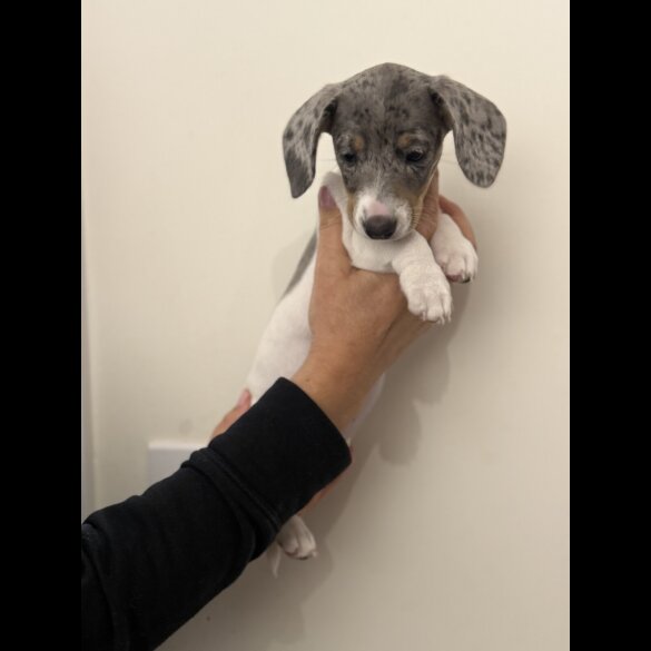 Dachshund (Miniature Smooth Haired)