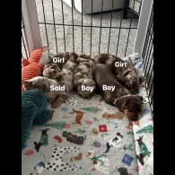 Dachshund (Miniature Wire Haired)