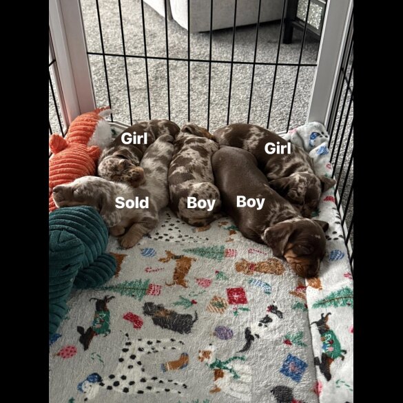 Dachshund (Miniature Wire Haired)