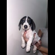 Dachshund (Miniature Smooth Haired)