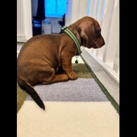 Dachshund (Miniature Smooth Haired)