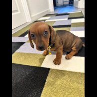 Dachshund (Miniature Smooth Haired)