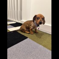 Dachshund (Miniature Smooth Haired)