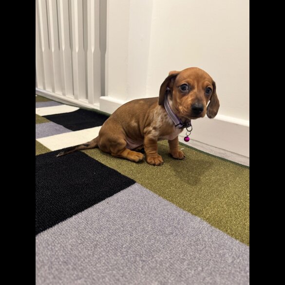 Dachshund (Miniature Smooth Haired)