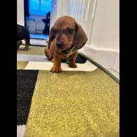 Dachshund (Miniature Smooth Haired)