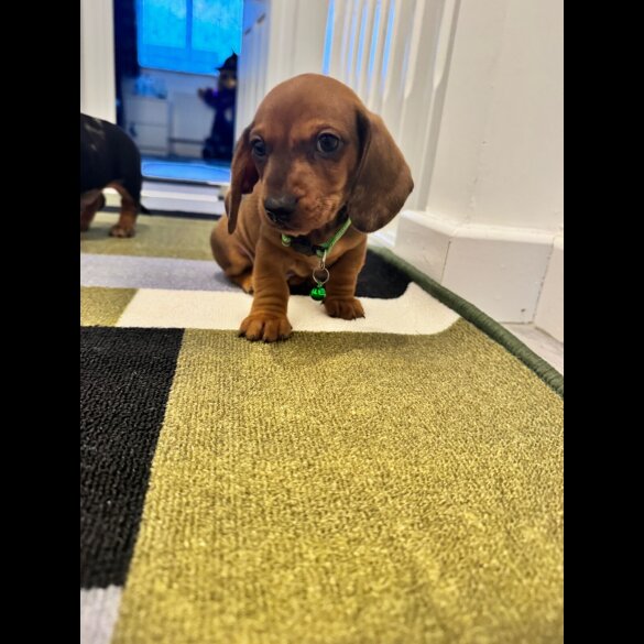 Dachshund (Miniature Smooth Haired)