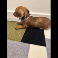 Dachshund (Miniature Smooth Haired)