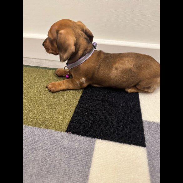 Dachshund (Miniature Smooth Haired)