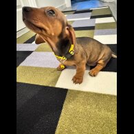 Dachshund (Miniature Smooth Haired)