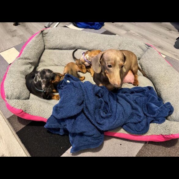 Dachshund (Miniature Smooth Haired)