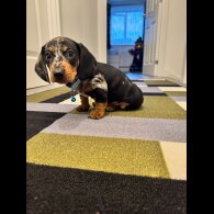 Dachshund (Miniature Smooth Haired)