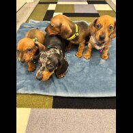 Dachshund (Miniature Smooth Haired)