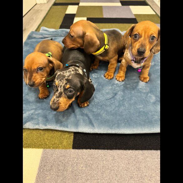 Dachshund (Miniature Smooth Haired)