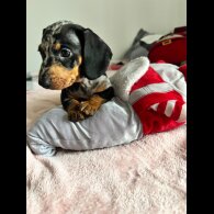 Dachshund (Miniature Smooth Haired)