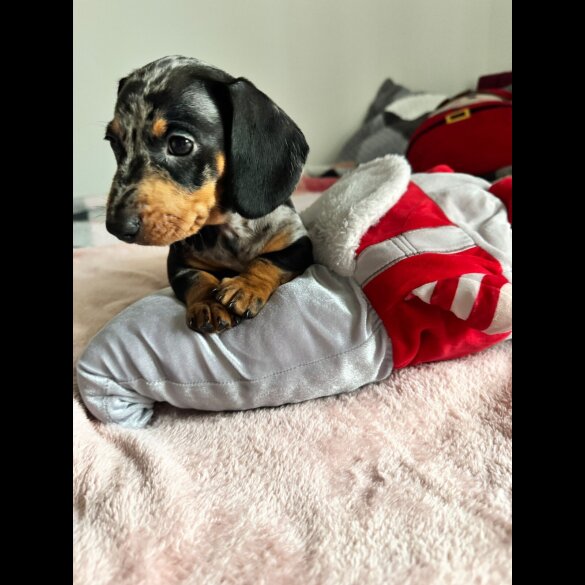 Dachshund (Miniature Smooth Haired)