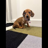 Dachshund (Miniature Smooth Haired)