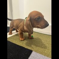 Dachshund (Miniature Smooth Haired)