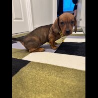 Dachshund (Miniature Smooth Haired)
