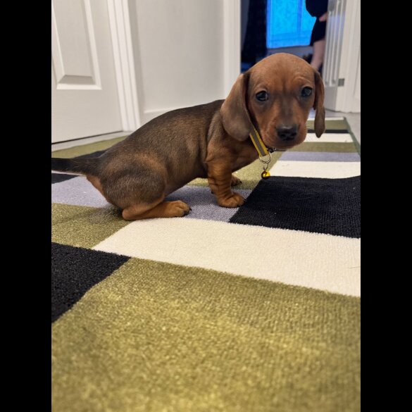 Dachshund (Miniature Smooth Haired)